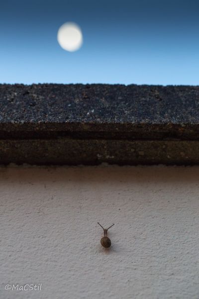 escargot-et-lune-1-sur-1 [800x600]
